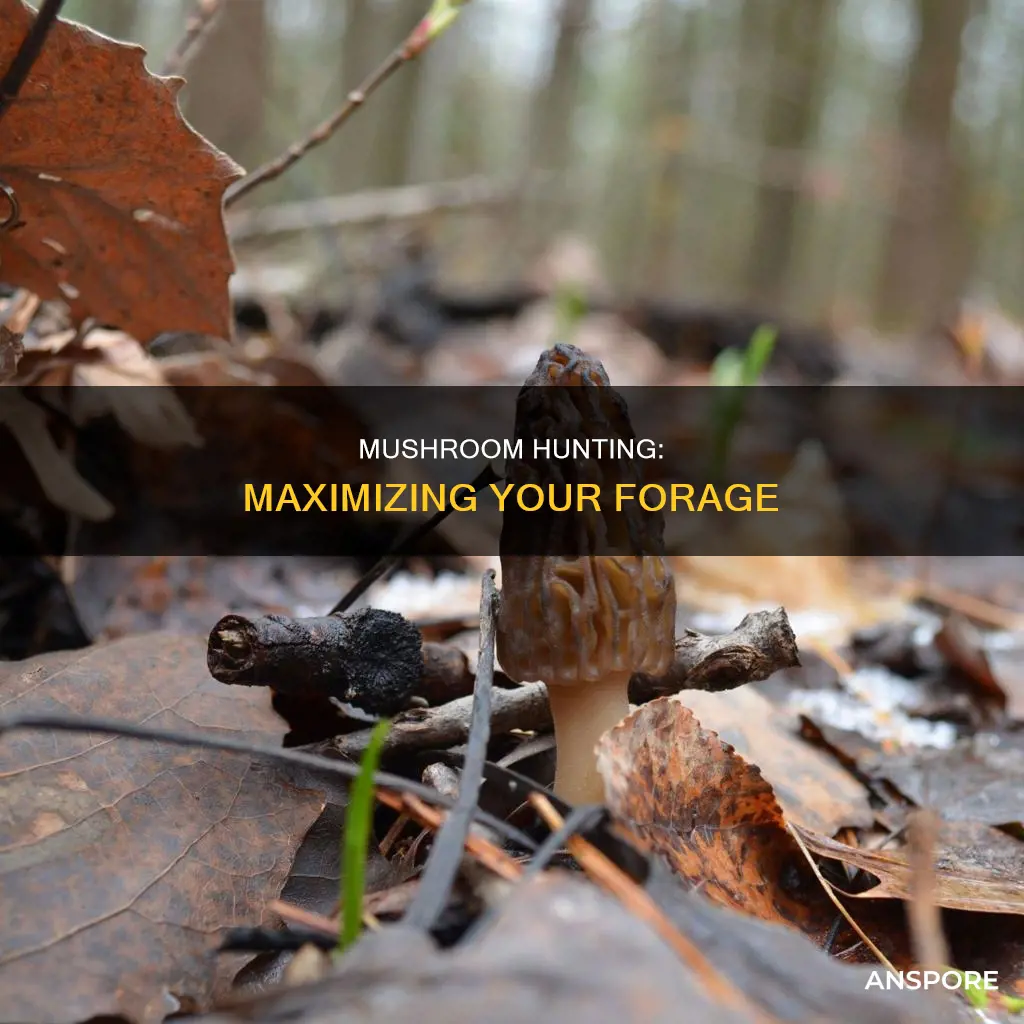 how to collect max mushrooms