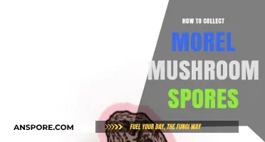 Mastering Morel Mushroom Spore Collection: A Step-by-Step Guide