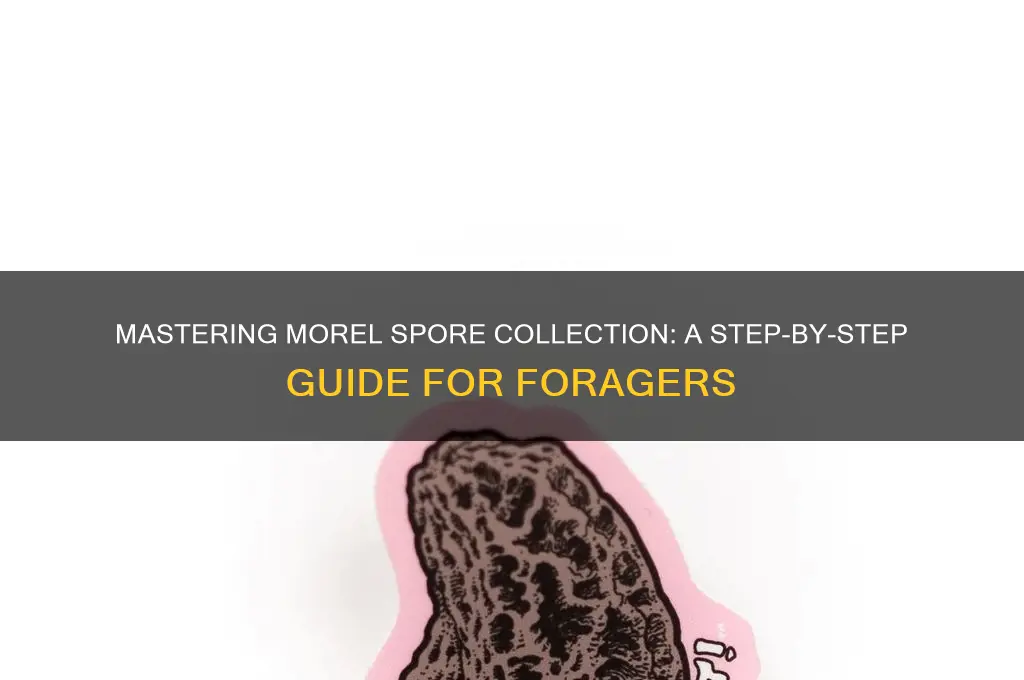 how to collect morel spores