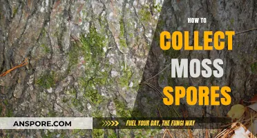 Mastering Moss Propagation: A Beginner's Guide to Collecting Spores