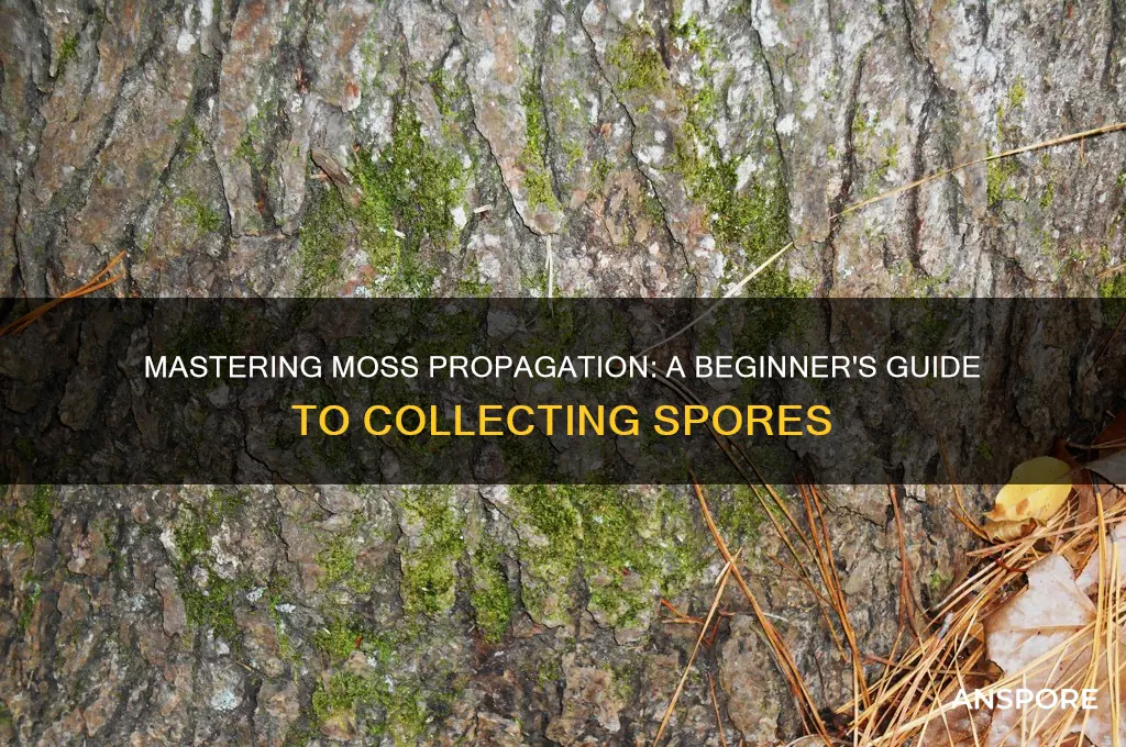 how to collect moss spores