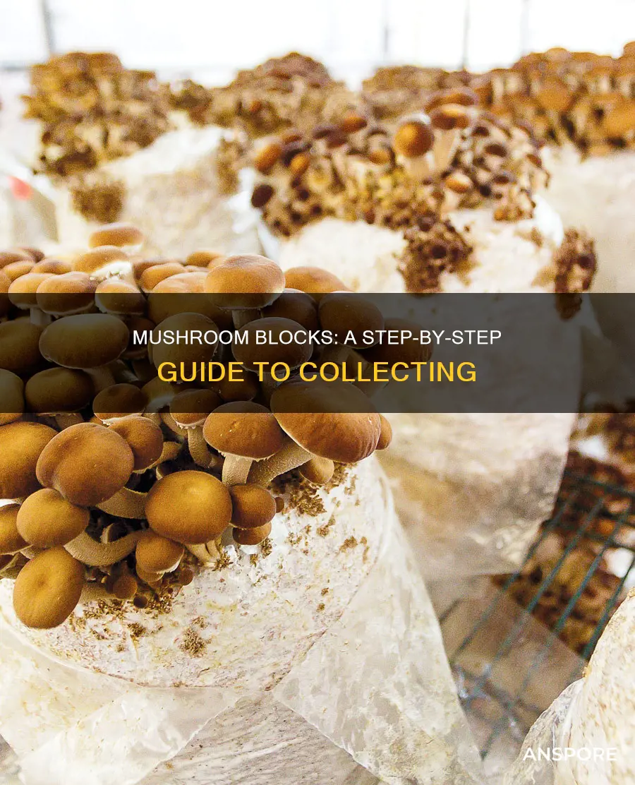 how to collect mushroom blocks