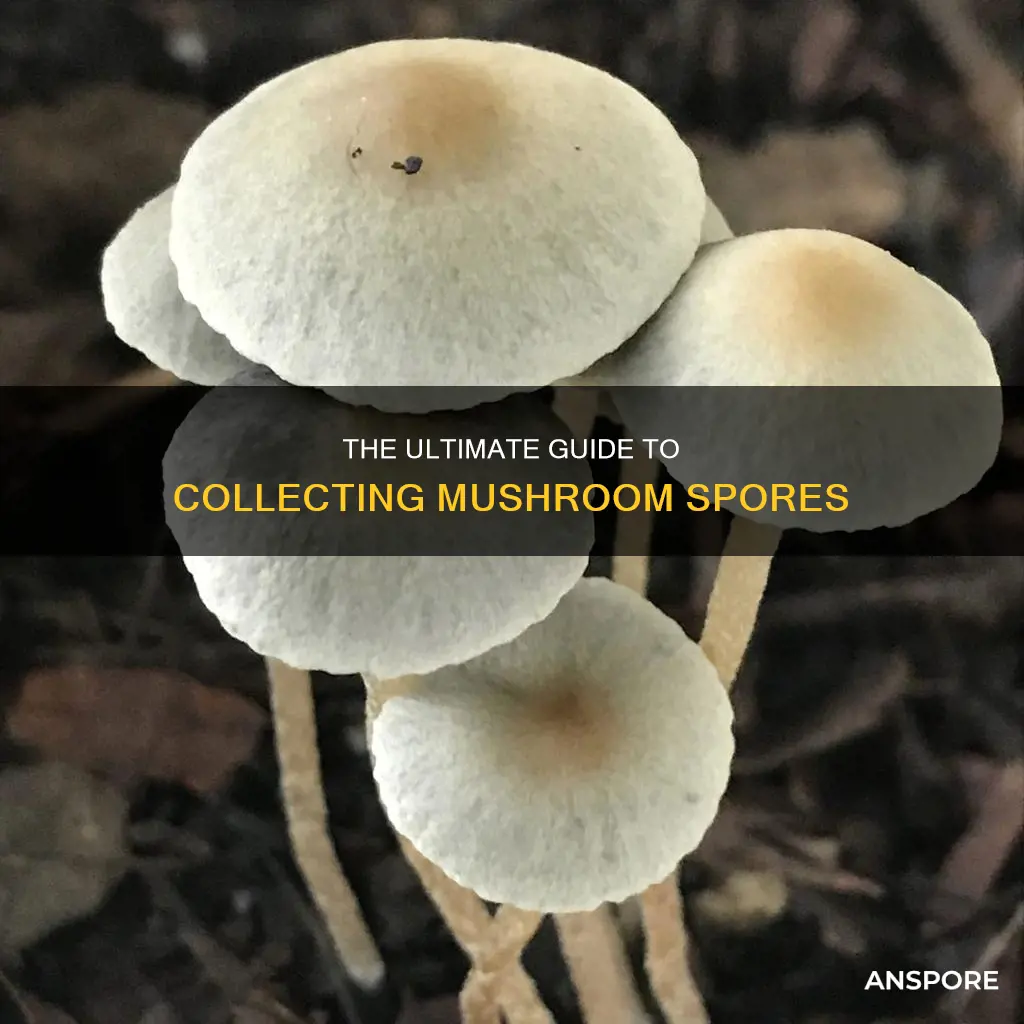 how to collect mushroom seeds
