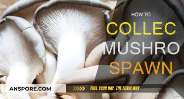 Harvesting Mushroom Spawn: A Step-by-Step Guide