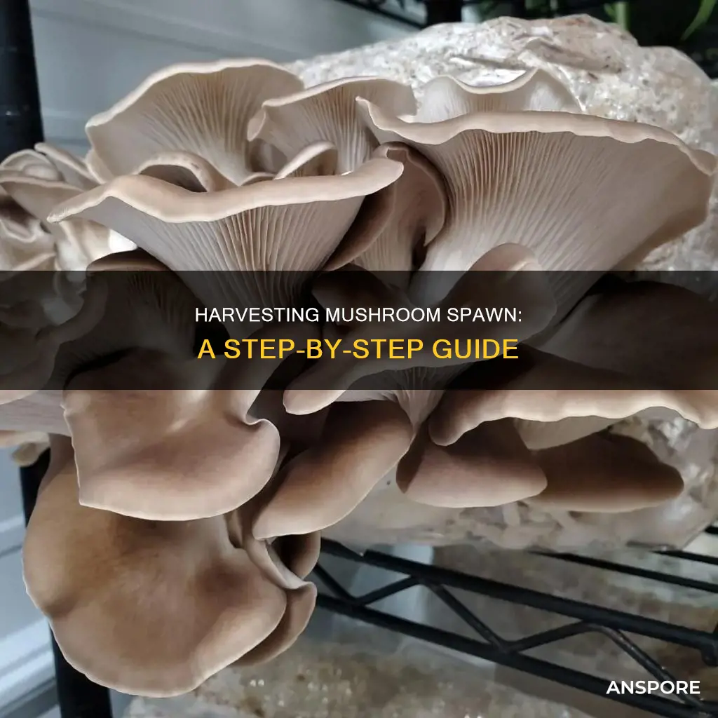 how to collect mushroom spawn