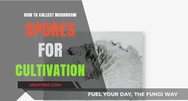 Mastering Mushroom Cultivation: A Step-by-Step Guide to Collecting Spores