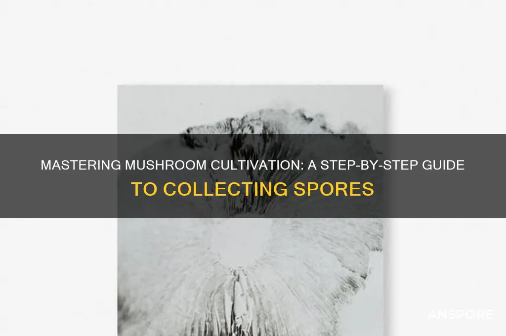 how to collect mushroom spores for cultivation