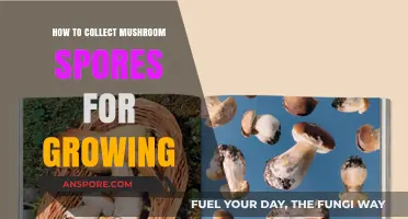 Mastering Mushroom Cultivation: A Beginner's Guide to Collecting Spores
