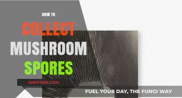 Spores: Harvesting the Magical Mushroom's Seeds