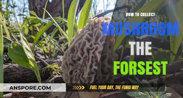 Forest Foraging Guide: Safely Collecting Wild Mushrooms in Nature