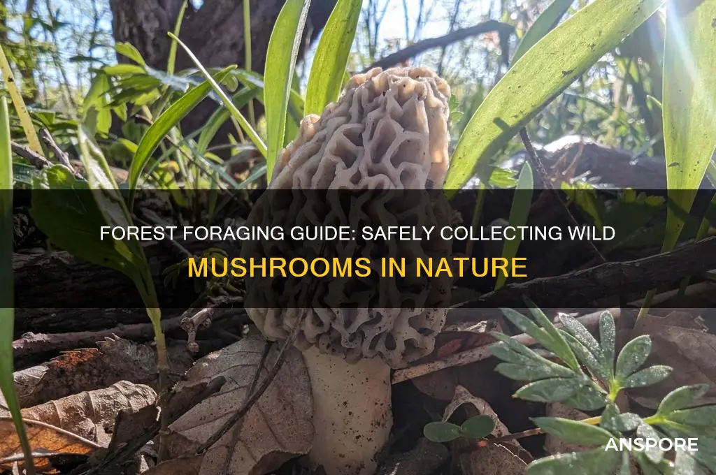 how to collect mushroom the forsest