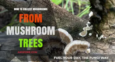 Harvesting Mushrooms from Trees: A Beginner's Guide to Foraging Safely