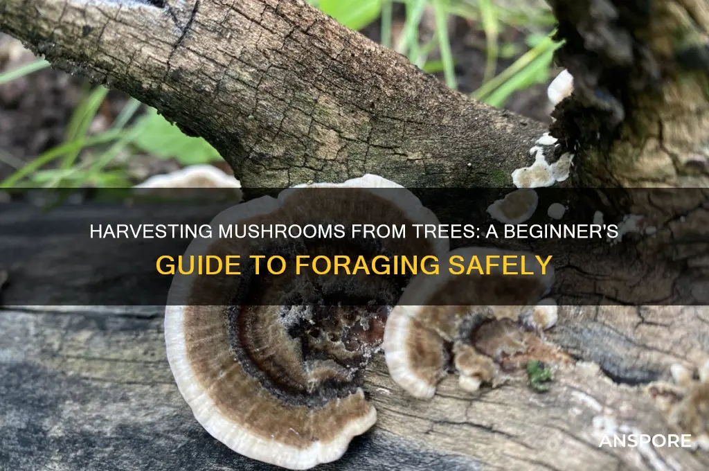 how to collect mushrooms from mushroom trees