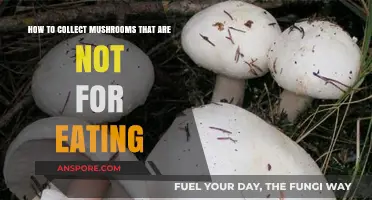 Foraging Safely: How to Collect Non-Edible Mushrooms for Study and Display