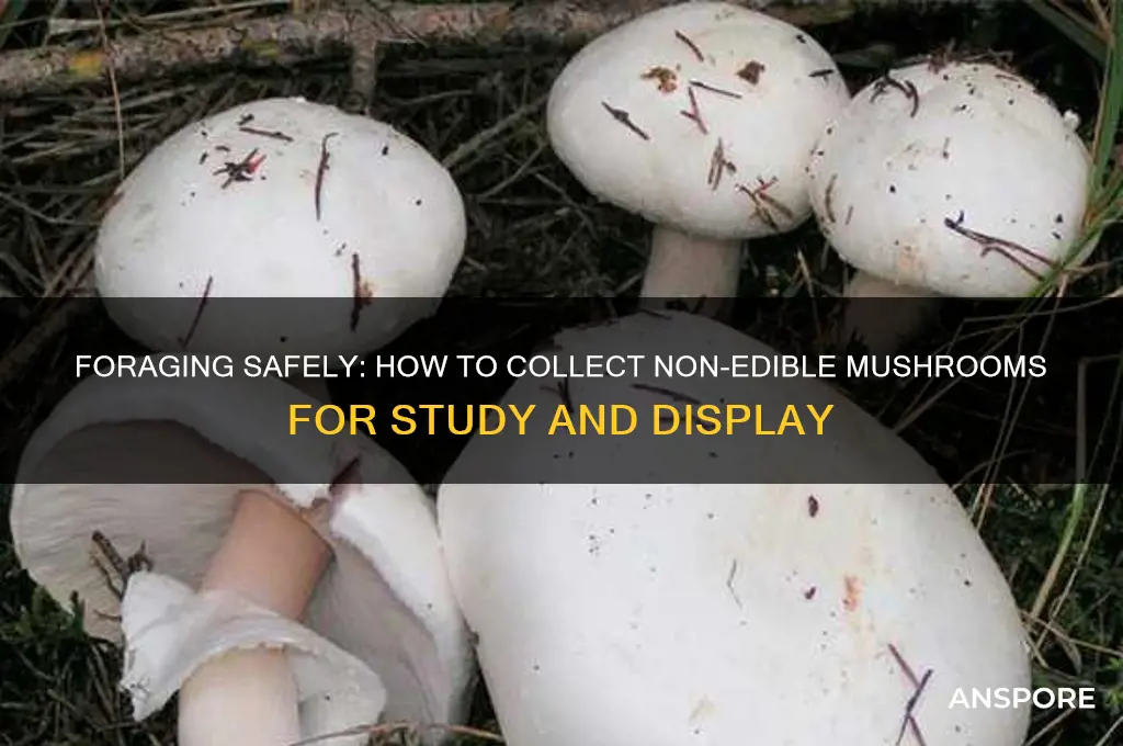 how to collect mushrooms that are not for eating
