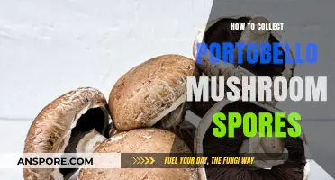 Mastering Portobello Mushroom Spore Collection: A Step-by-Step Guide