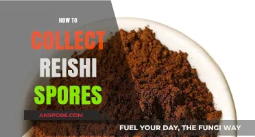 Mastering Reishi Spore Collection: Techniques for Optimal Harvesting Success