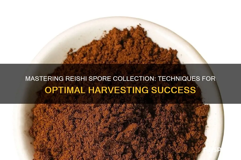 how to collect reishi spores