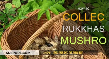 Foraging for Rukkhashava Mushrooms: A Comprehensive Guide