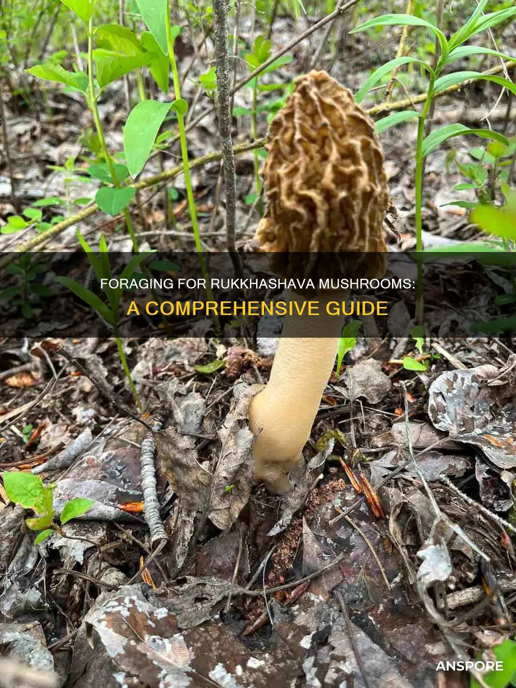 how to collect rukkhashava mushrooms