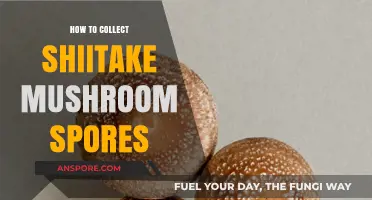 Mastering Shiitake Spore Collection: A Step-by-Step Guide for Growers