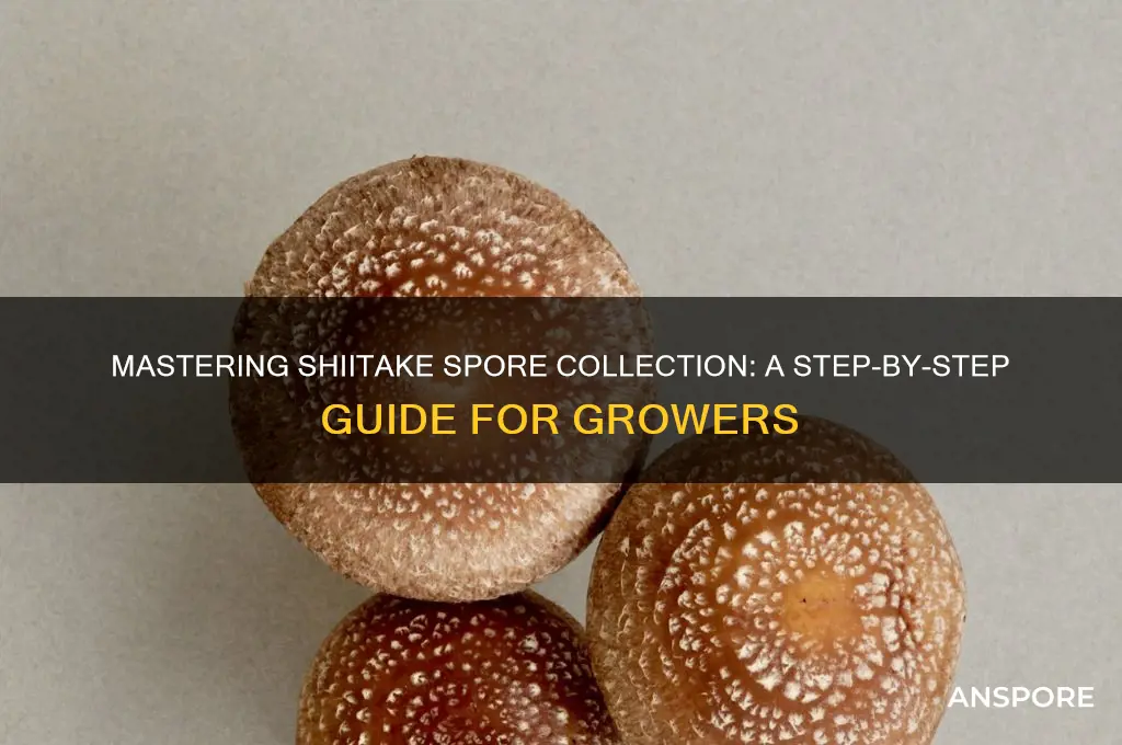 how to collect shiitake mushroom spores