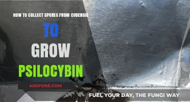 Mastering Psilocybin Cultivation: Collecting Cubensis Spores for Successful Growth