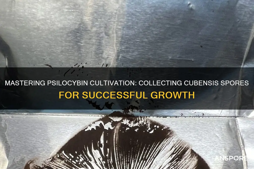 how to collect spores from cubensis to grow psilocybin