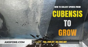 Mastering Cubensis Spore Collection: A Step-by-Step Guide to Growing Success