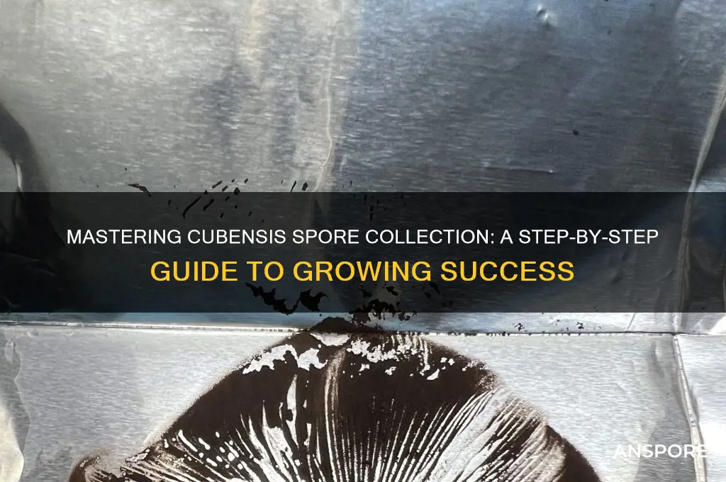how to collect spores from cubensis to grow
