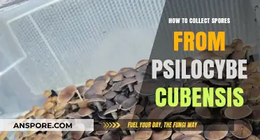 Mastering Psilocybe Cubensis Spore Collection: A Step-by-Step Guide