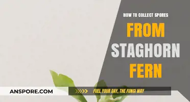 Mastering Staghorn Fern Spore Collection: A Step-by-Step Guide