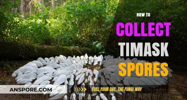 Mastering Timask Spore Collection: Essential Techniques for Successful Harvesting