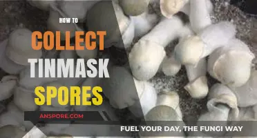 Mastering Tinmask Spore Collection: Essential Techniques and Tips