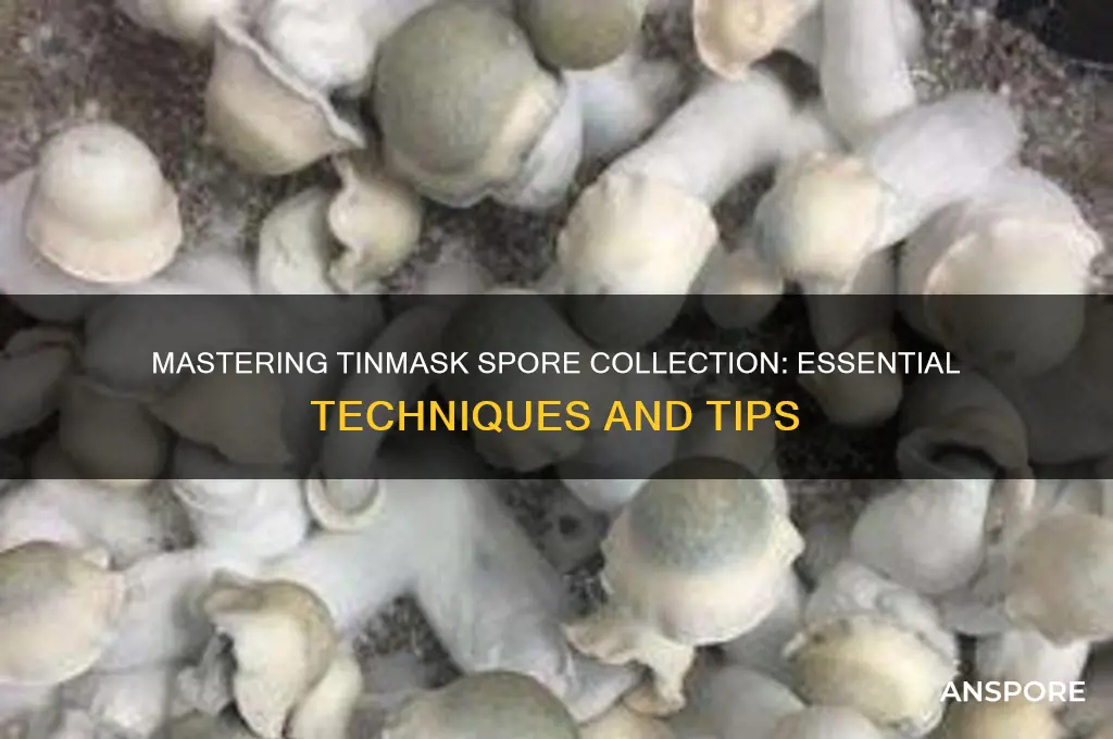 how to collect tinmask spores