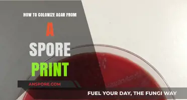 Mastering Agar Colonization: A Step-by-Step Guide from Spore Prints