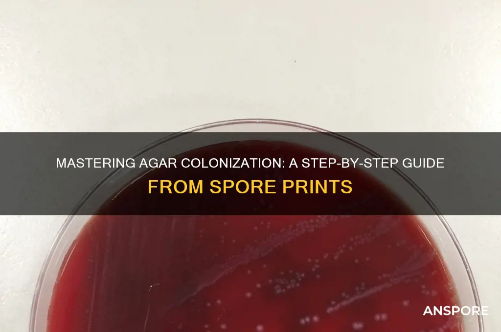 how to colonize agar from a spore print