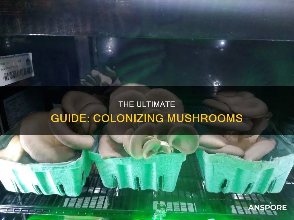 how to colonize for mushrooms