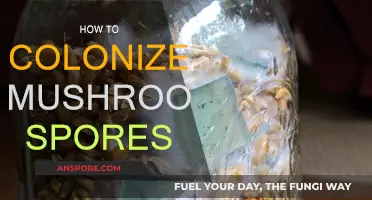 Mushroom Spores: Colonization Techniques for Beginners