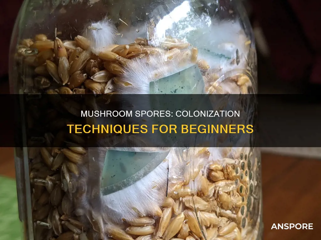 how to colonize mushroom spores