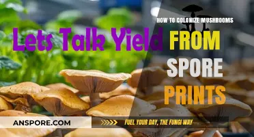 Mastering Mushroom Colonization: A Step-by-Step Guide from Spore Prints