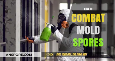 Effective Strategies to Eliminate Mold Spores and Prevent Growth
