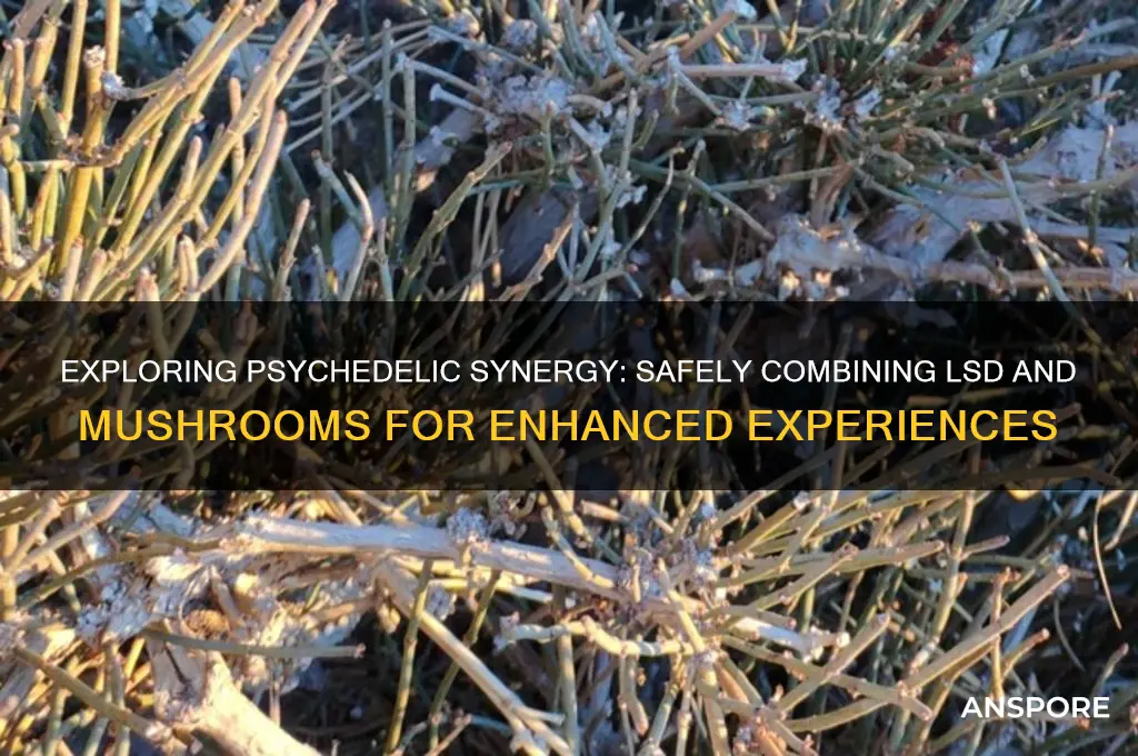 how to combine lsd and mushrooms