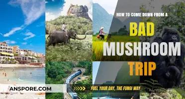 Navigating a Difficult Psychedelic Experience: Tips for Coming Down Safely