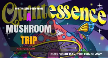 Easing the Journey: Safe and Calm Ways to End a Mushroom Trip