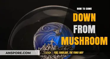 Navigating a Mushroom High: Safe and Effective Ways to Come Down