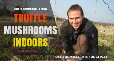 Mastering Indoor Truffle Cultivation for Profitable Commercial Harvests