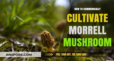 Mastering Morels: A Guide to Commercial Cultivation Techniques