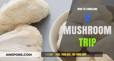 Easing Out of the Mushroom Experience: A Guide to Concluding Your Trip