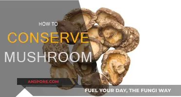 Smart Tips to Keep Your Mushrooms Fresh